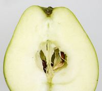 Bodil Neergaard æble